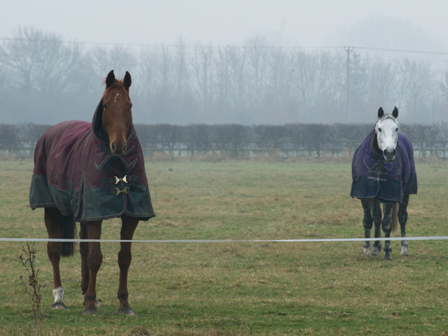 1200d-waterproof-winter-turnout-horse-blanket-dark-green-heavy-duty